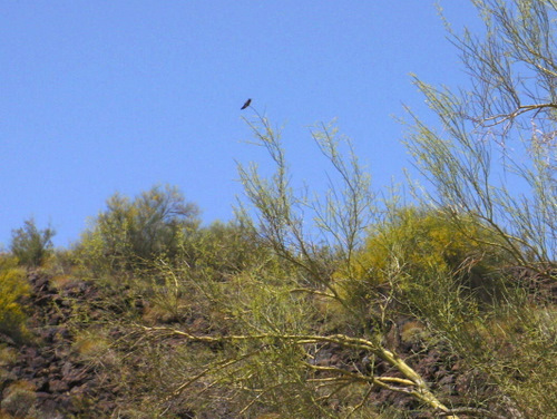 Hummingbird.